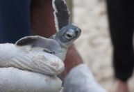 Mudanças climáticas ameaçam conservação de tartarugas marinhas na Malásia