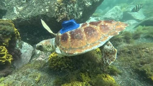 Tartarugas amputadas com GPS são lançadas ao mar no Dia Mundial do Oceano