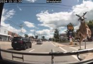 Vídeo: Atropelamento de cervo deixa 3 feridos em Rhode Island nos Estados Unidos