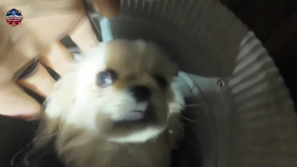 US rescue team frees dog trapped for three hours in house vent
