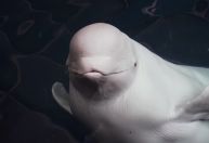 Baleias beluga resgatadas da guerra em Kharkiv são transferidas para Espanha