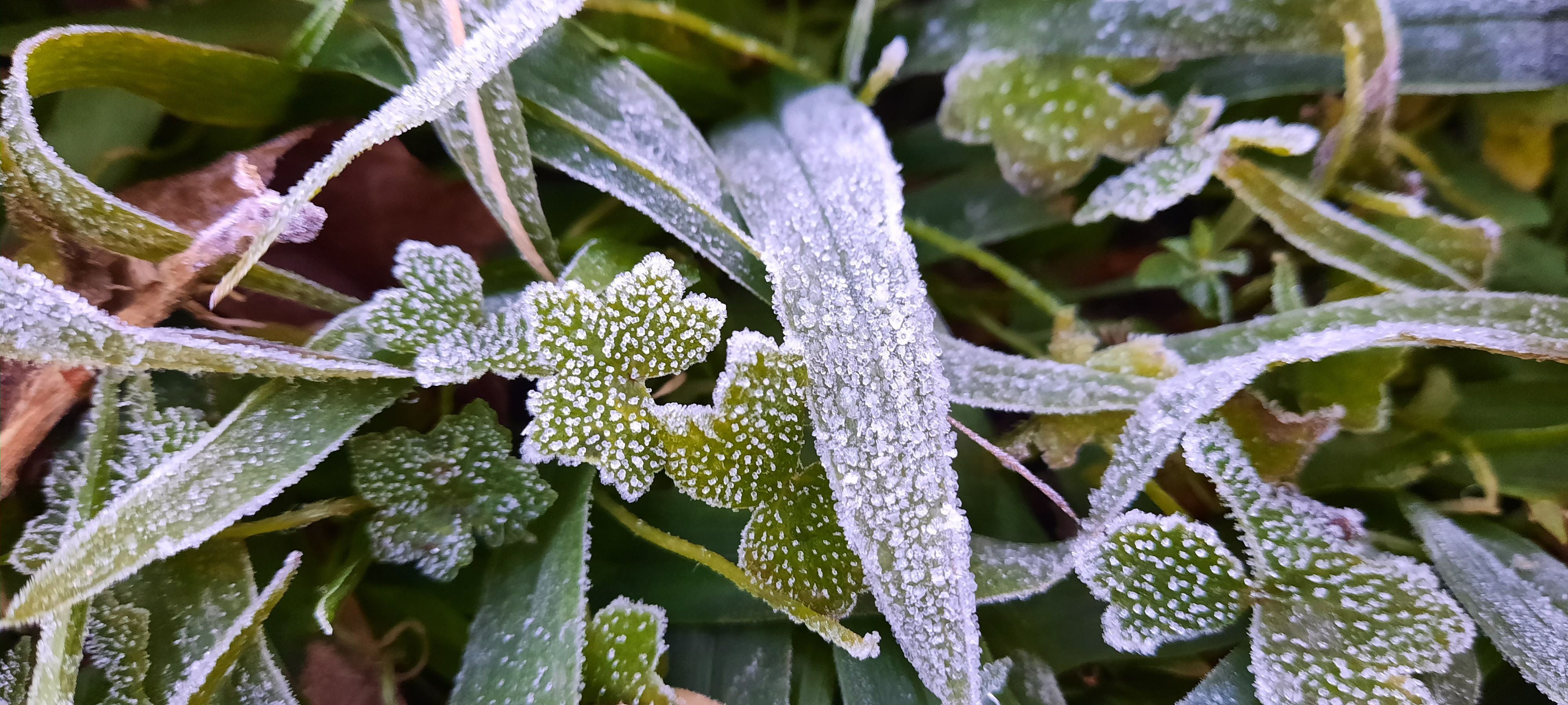 Efeito das baixas temperaturas na cidade de Sobradinho / Iara Krisna Puntel