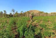 PF destrói 255 hectares de plantações de maconha na fronteira com Paraguai