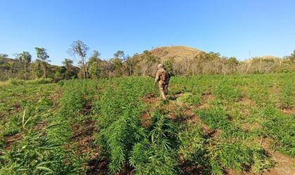 Maconha