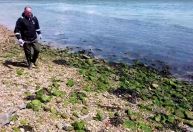 Pesquisadores descobrem cocaína e outras drogas em vida marinha no Reino Unido