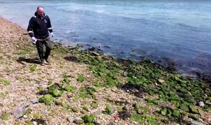 Pesquisadores descobrem cocaína e outras drogas em vida marinha no Reino Unido