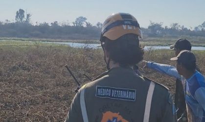 ANIMAIS PANTANAL