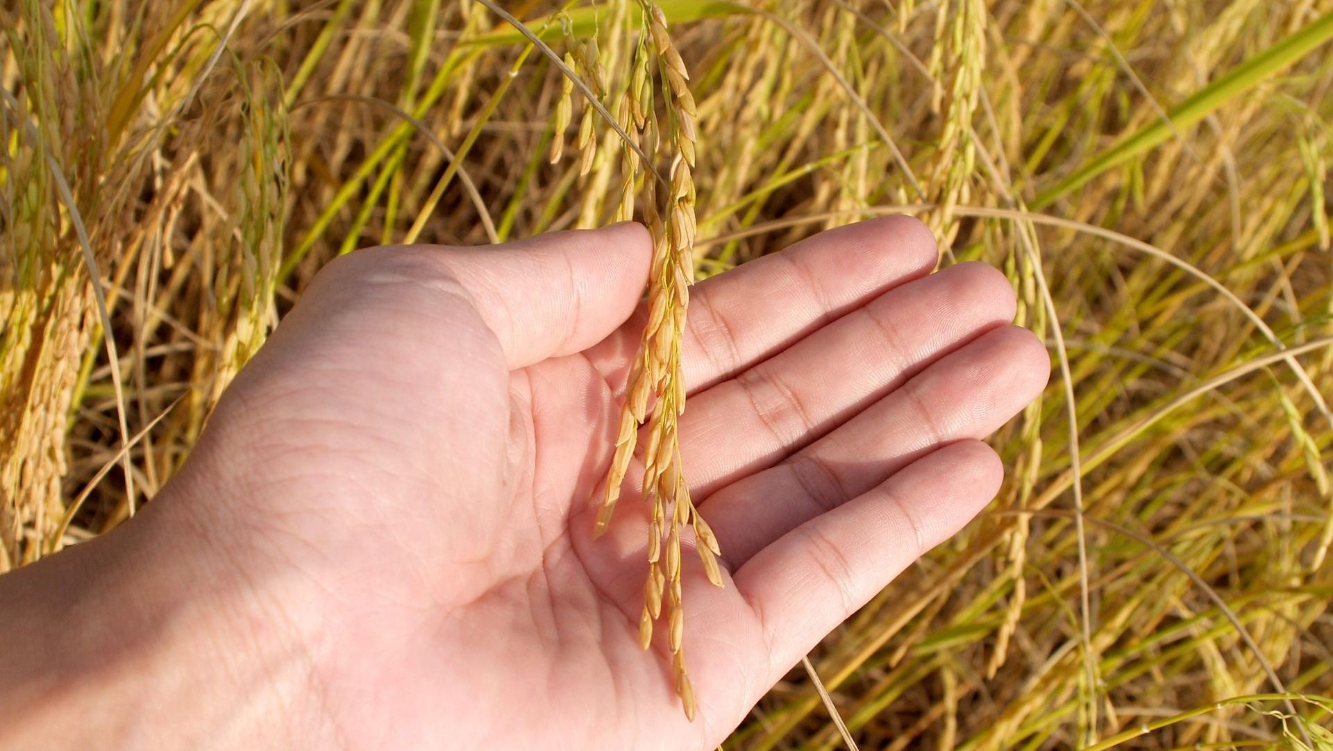 Arroz agronegócio campo