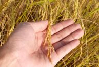 Autoridades e empresários debatem agro e COP30 em evento em SP