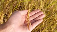 Expodireto Cotrijal começa nesta segunda e reúne agro no interior do RS