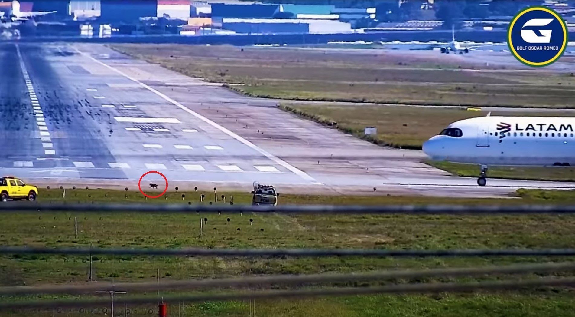 Cachorro invadiu a pista do aeroporto de Guarulhos
