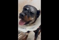 Após ataque de suposta onça, cachorra passa por cirurgia para reconstrução facial; veja como ela está