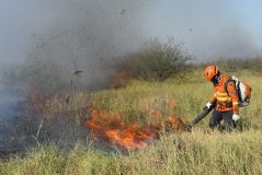 Bombeiros tentam combater incêndios no Pantanal em junho de 2024