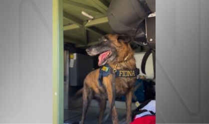 Cachorra Fiona