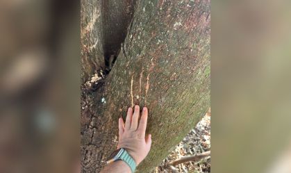 Ataque de suposta onça-parda deixa um rottweiler ferido e um pitbull morto