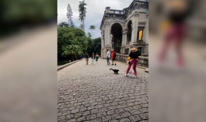 assalto macaco