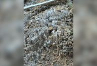 Frente fria causa queda de temperatura no Sul do Brasil; Santana do Livramento registrando mínima de 5°C