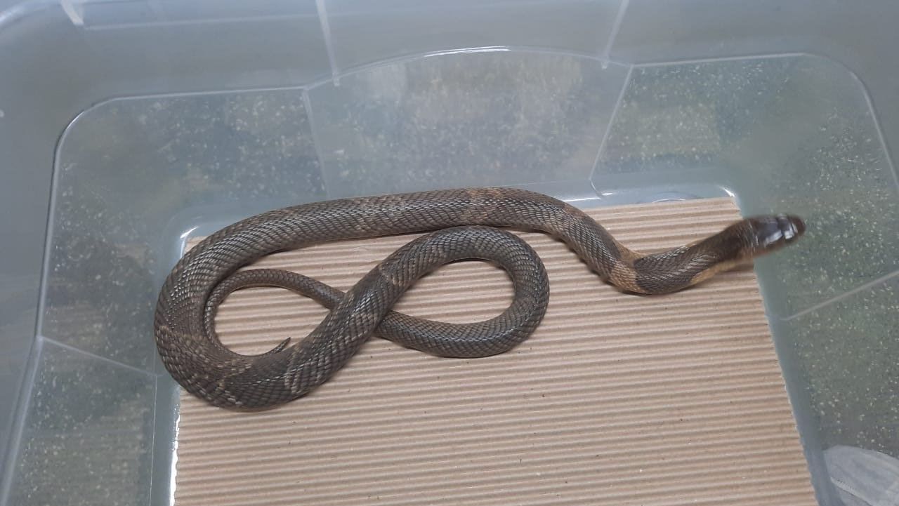 FOTO DA COBRA