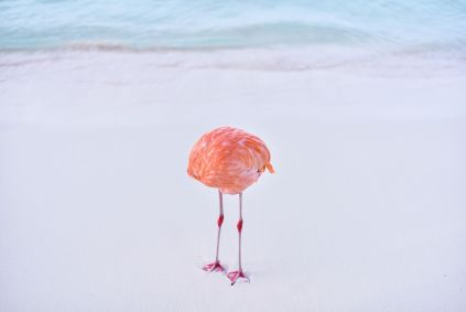 Flamingo parece sem cabeça enquanto se enclina para coçar a barriga