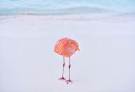 Foto real de flamingo 