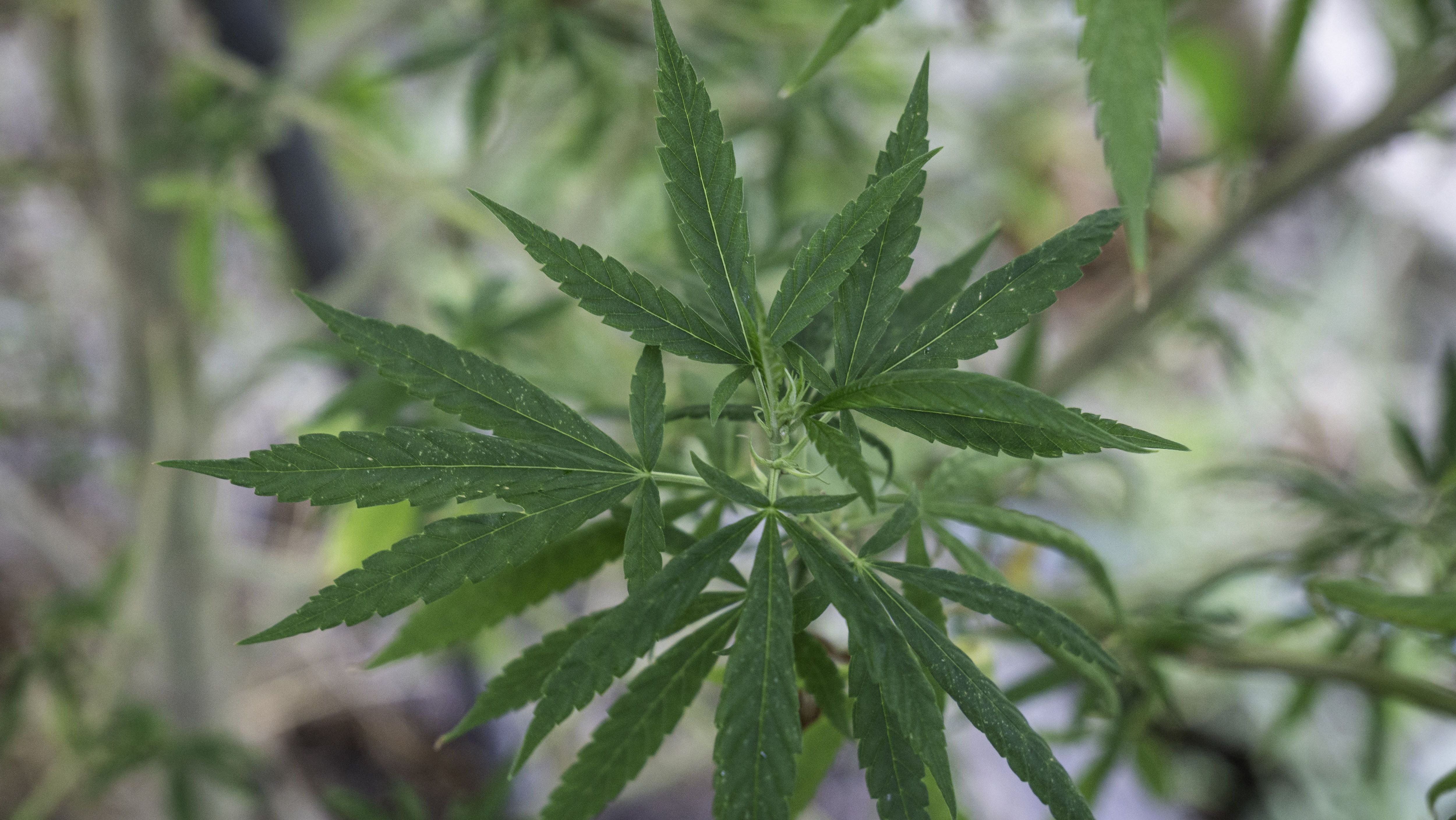 Pé de Maconha