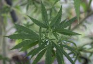 STF mantém decisão sobre porte de maconha para uso pessoal