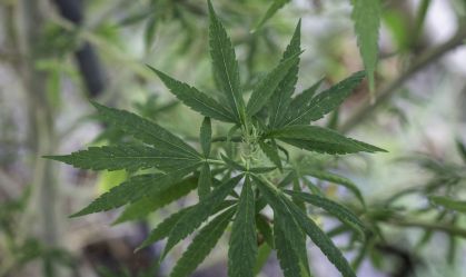 Fumar maconha pode causar doenças cardíacas precoces, diz estudo