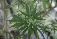 Decisão do STF sobre maconha traz 