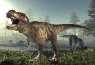 "Teen-Rex": crianças encontram fóssil raro de tiranossauro adolescente nos EUA