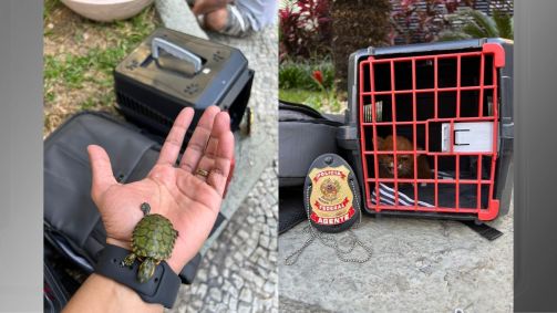 Animais silvestres apreendidos durante operação da PF