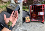 PF prende 4 pessoas por venda ilegal de animais silvestres no Rio de Janeiro