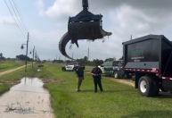 Vídeo: Jacaré de mais de três metros é capturado perto de estrada do Texas