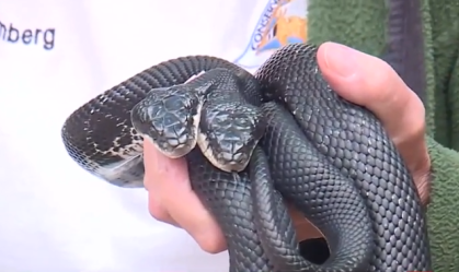 KMBC06062snakes