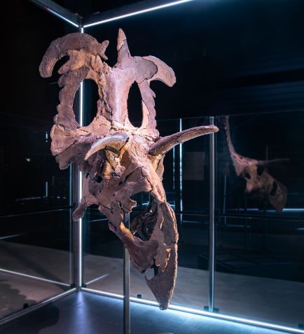 O crânio do Lokiceratops rangiformis, montado e em exibição no Museu da Evolução em Maribo, Dinamarca (crédito: Museum of Evolution)