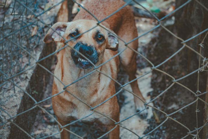 Cachorro vira-lata será protagonista de produção da Netflix / Banco de imagens/Pexels/Lucas Pezeta