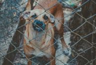 Vira-lata caramelo protagonizará filme produzido por streaming