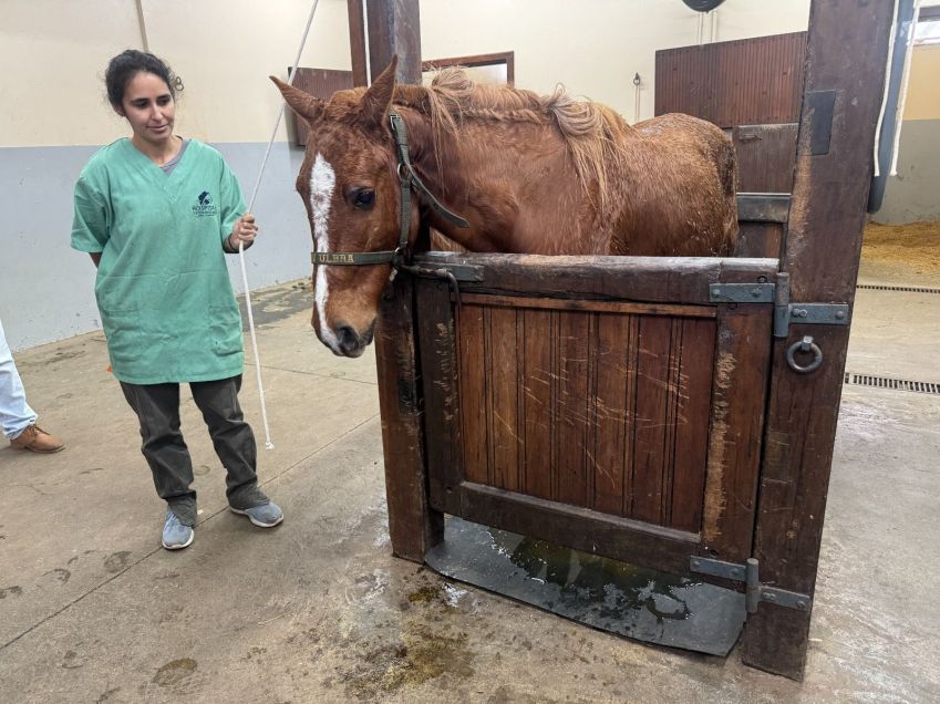 Cavalo Caramelo ganha microchip para identificação no RS / Ulbra