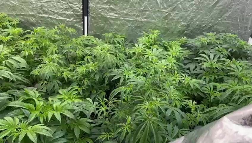 Justiça nega pedido de farmácia para vender produtos à base de maconha | cnn brasil