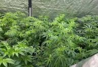 Importação de sementes de cannabis: quem pode se beneficiar de aprovação no STJ