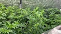 Justiça nega pedido de farmácia para vender produtos à base de maconha