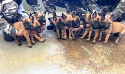 Filhotes de cães nascem em canil da PM e recebem treinamento; veja fotos