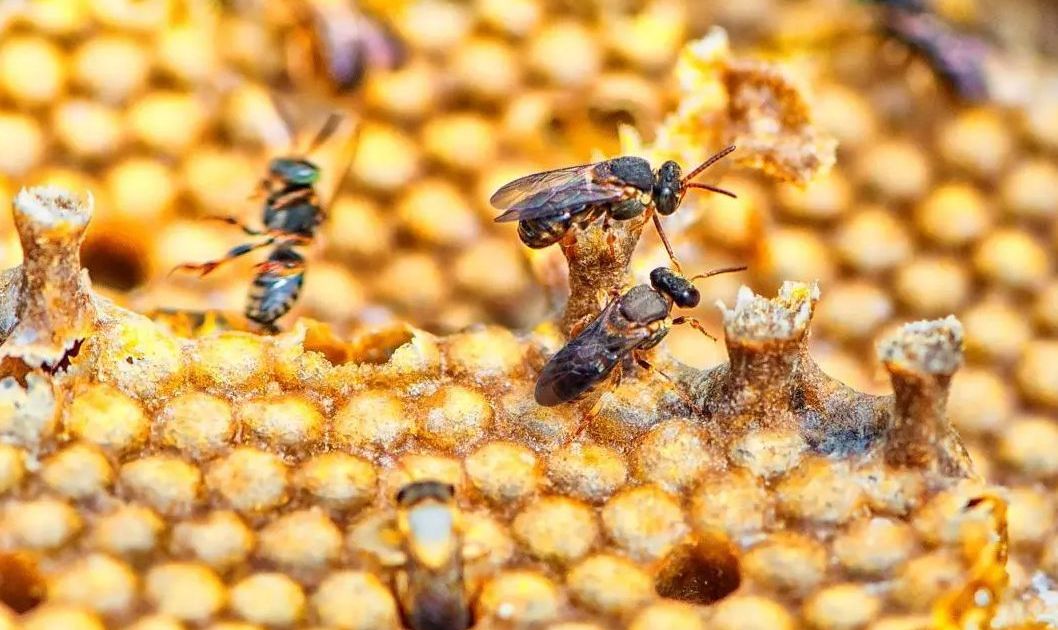 Colmeia com abelhas em ambiente de produção de mel no Brasil