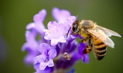 Abelhas podem detectar câncer de pulmão pelo olfato, segundo estudo