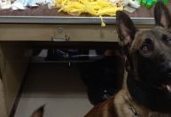Cão farejador da PM encontra esconderijo de drogas no centro de SP