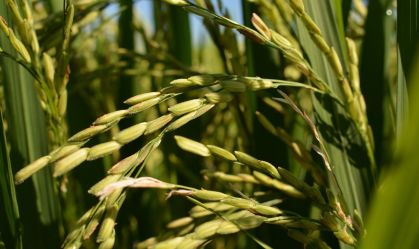 Exportações de arroz da Tailândia devem cair 25% em 2025, diz associação