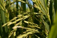 Fazenda prevê impacto de R$ 140 bi com projeto de dívidas rurais