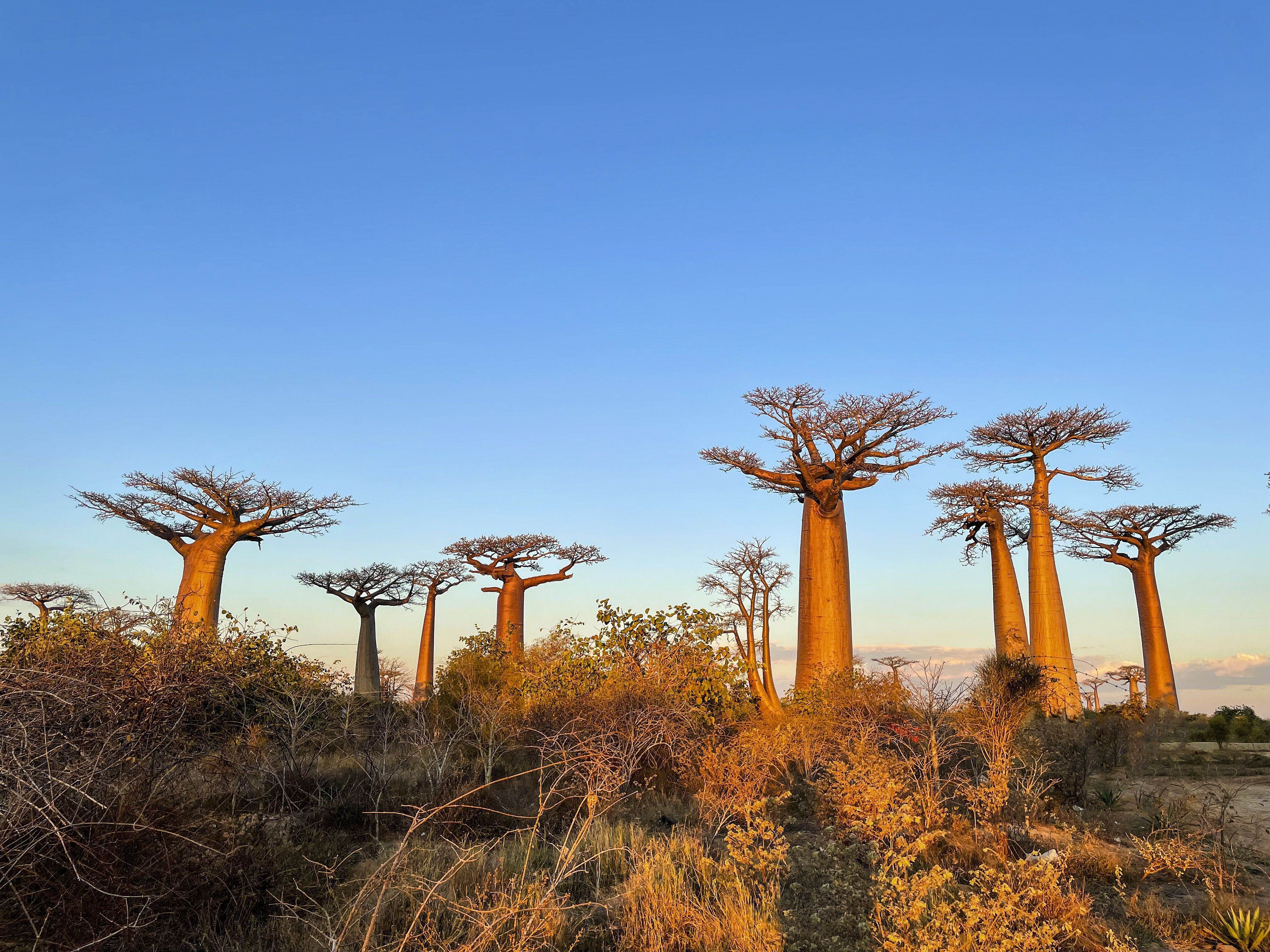 Madagascar, Avenue of Baobabs