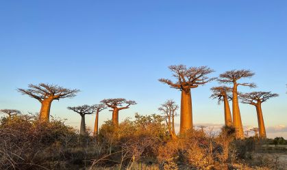 De onde vieram os baobás? Cientistas desvendam mistério de árvores milenares