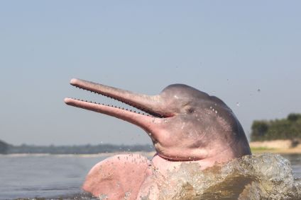 Nos últimos 30 anos, o cientista premiado e sua fundação trabalharam incansavelmente para ajudar a promover acordos de pesca amigáveis aos animais aquáticos