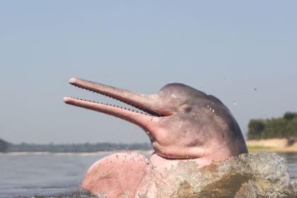 Nos últimos 30 anos, o cientista premiado e sua fundação trabalharam incansavelmente para ajudar a promover acordos de pesca amigáveis aos animais aquáticos